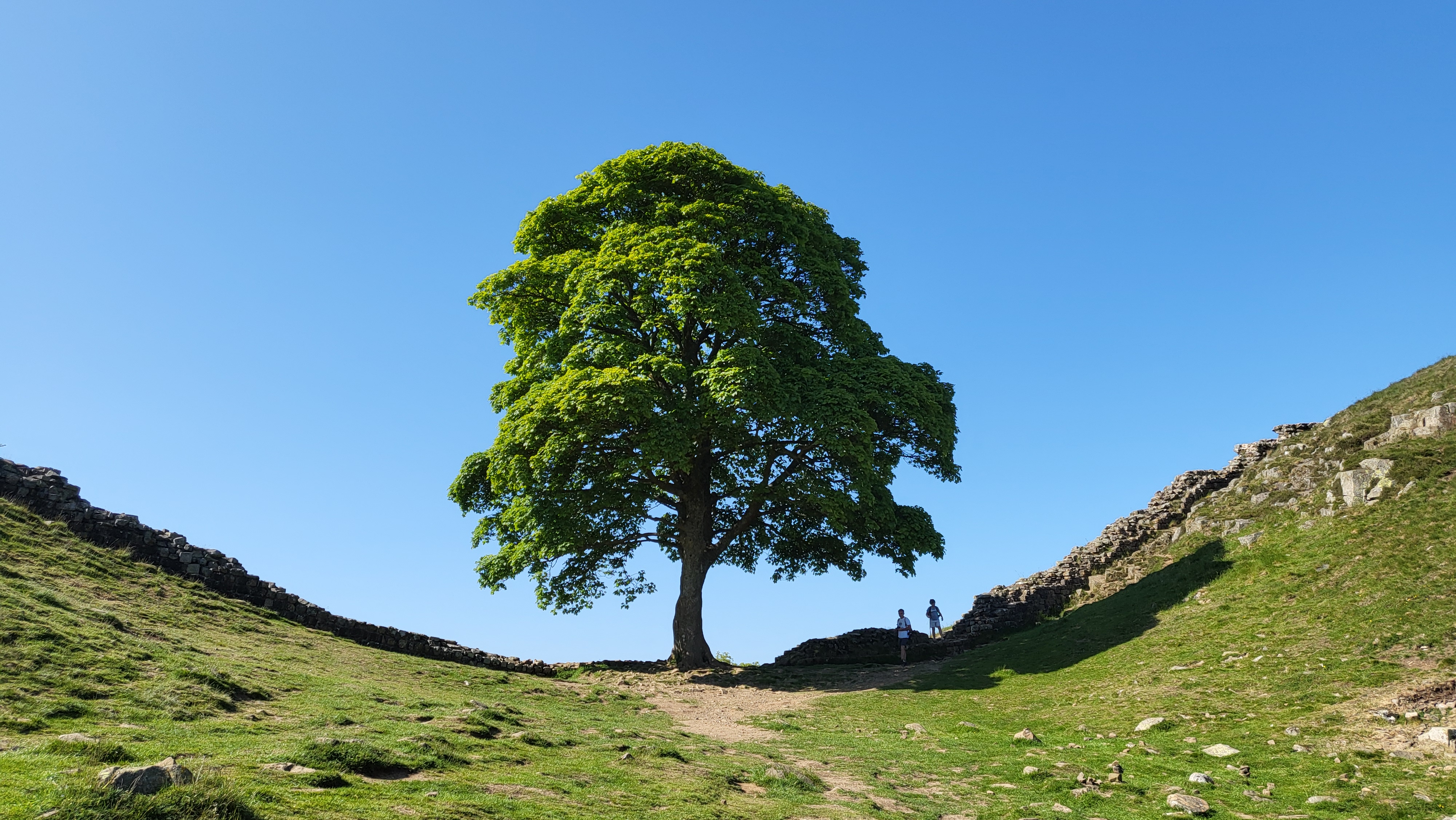 Sycamore tree growing on Roman wall